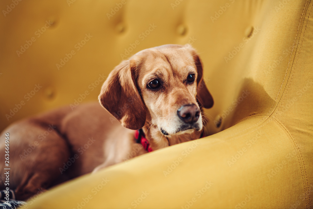 Dog sleeping on the sofa