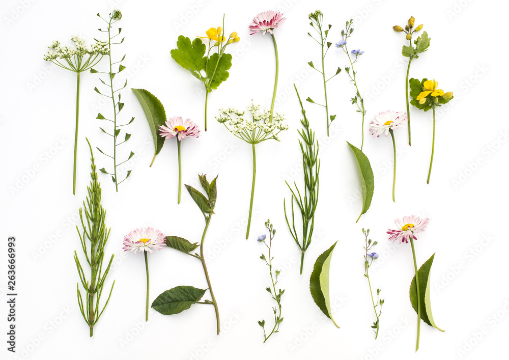 Floral background with wildflowers, green leaves on white background. Floral background with wildflowers, green leaves on white background.