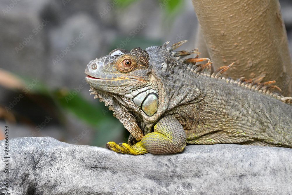 Fototapeta premium Gray and brown colored beautiful Iguana Leguan lizard with bright yellow legs lying on stone