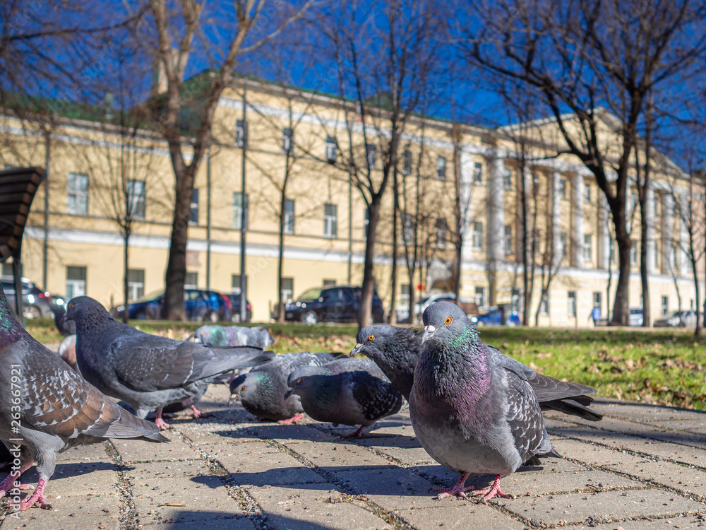Fototapeta premium Pigeons on the sunny city street eat bread