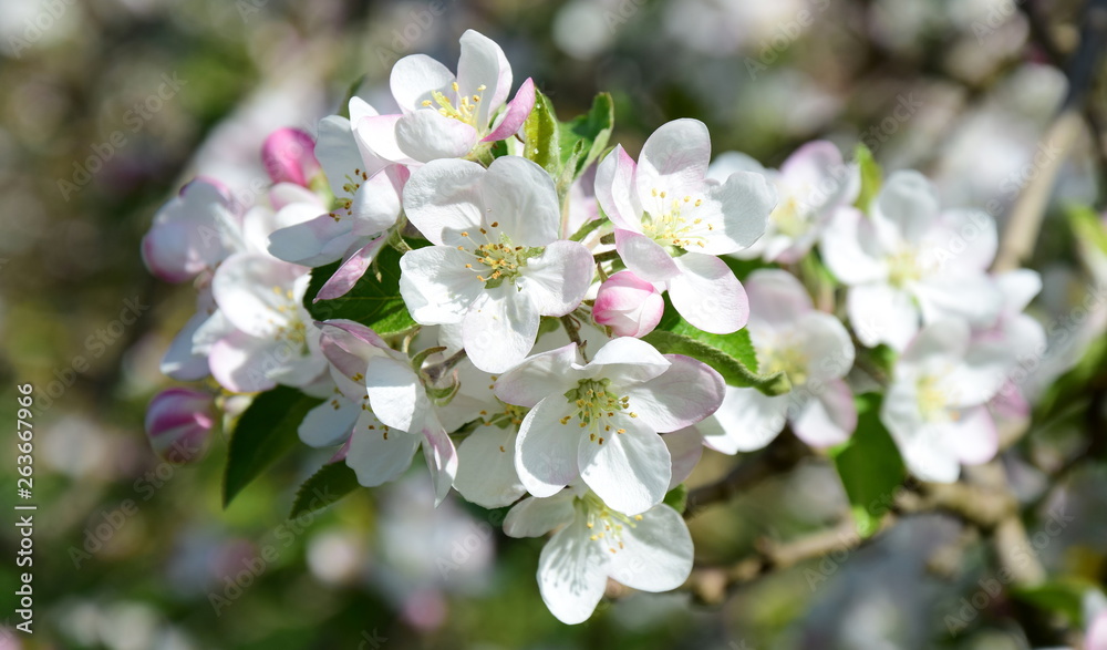 Apfelblüten - Apfelbaumblüte - Blütezeit in Südtirol Apfelblüten - Apfelbaumblüte - Blütezeit in Südtirol