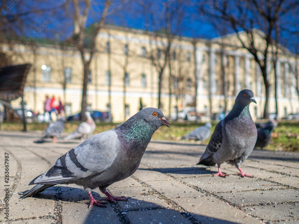 Obraz premium Pigeons on the sunny city street eat bread