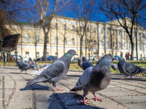 Pigeons on the sunny city street eat bread