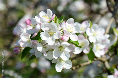 Apfelblüte - Blütezeit in Südtirol