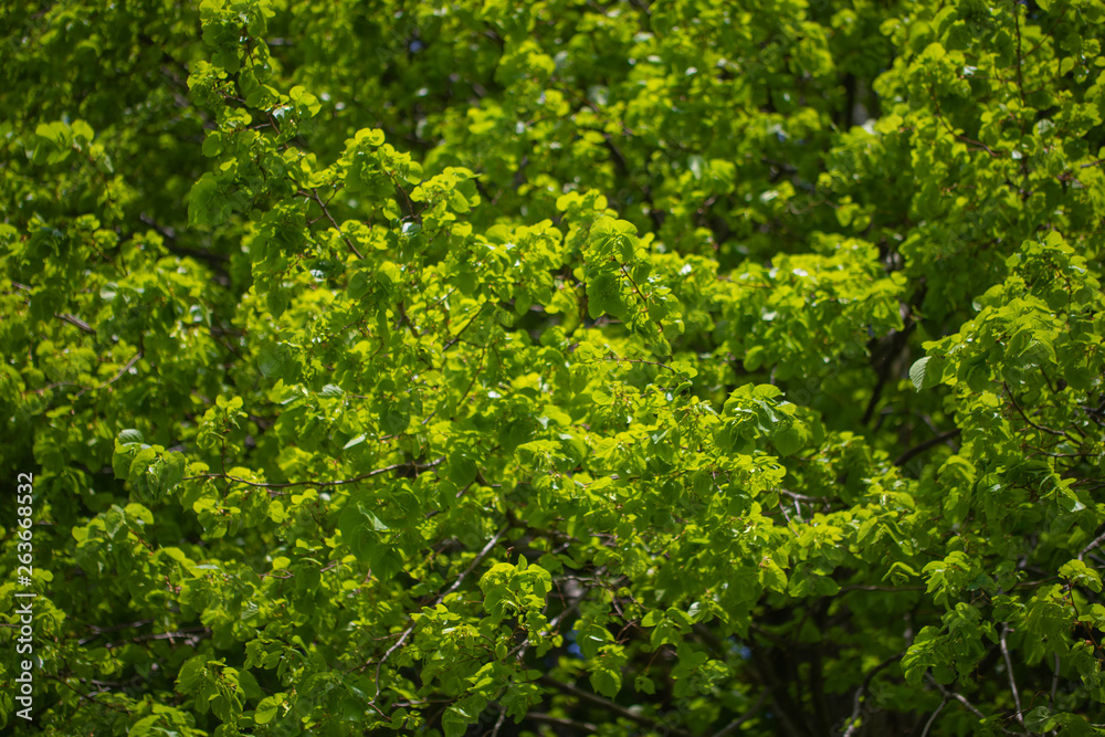 Naklejka premium Feuillage