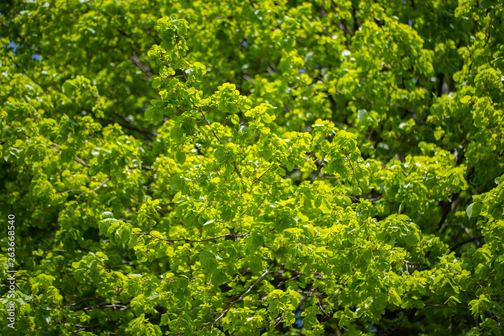 Naklejka premium Feuillage