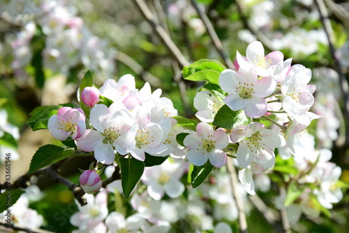 Apfelblüten - Apfelbaumblüte - Blütezeit in Südtirol