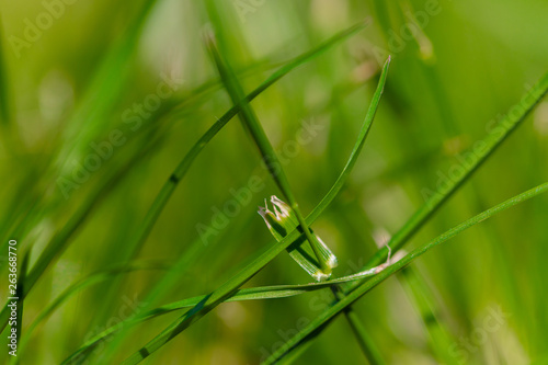 Herbe