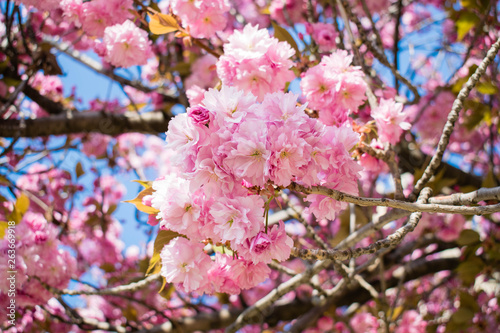 Wild cherry tree pink blossom at spring in Paris, sakura flowers closeup