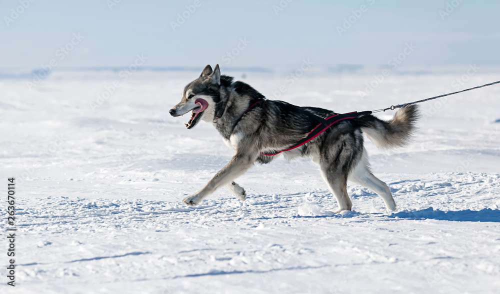 Sled dogs, Huskies and Malomuty, on the snow. Sled dogs, Huskies and Malomuty, on the snow.