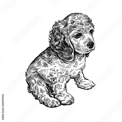 Spaniel dog. Cute puppy. Black and white hand drawing.