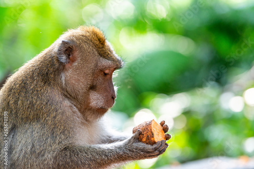 Photography Macaque monkey holding a piece of sweet potato at Ubud Monkey Forest in Bali, In