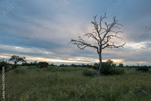 Sunrise over the Okavango delta in Botswana Africa