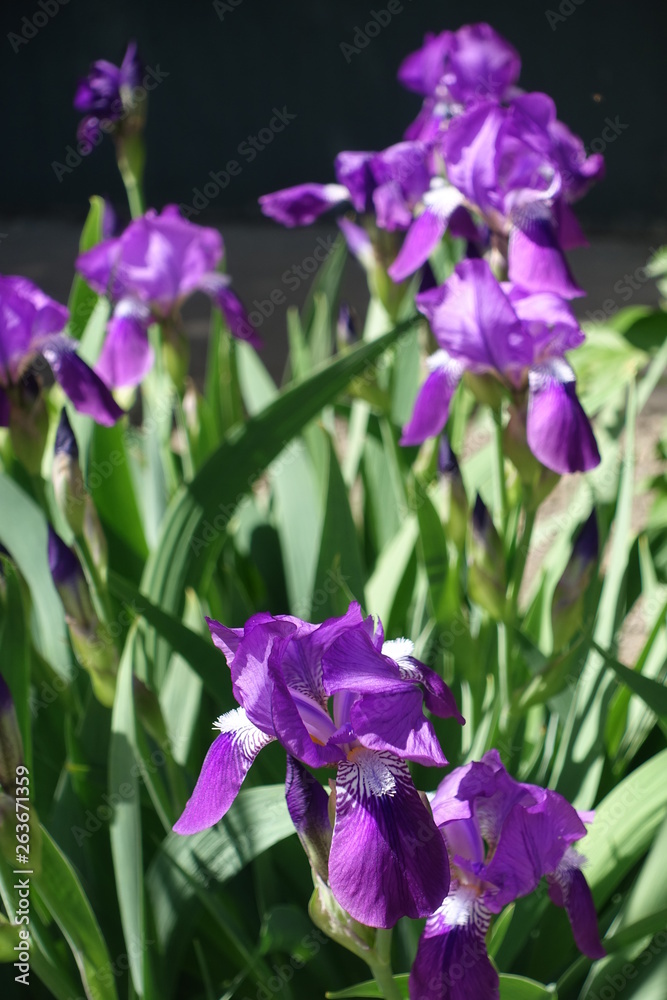 Bright purple flowers of Iris germanica in late spring