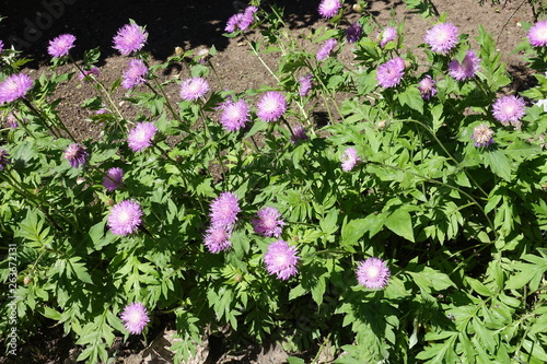 Lots of mauve flowers of Centaurea dealbata in May photo