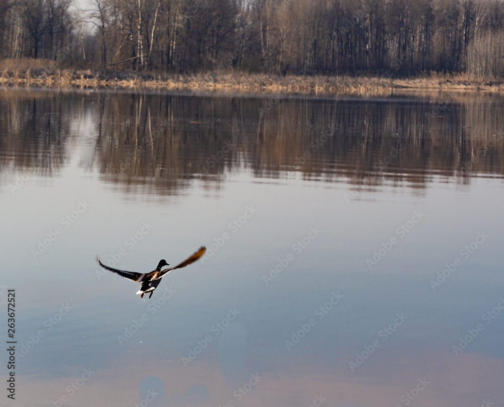 The duck flies over the river, the trees are reflected in the water.