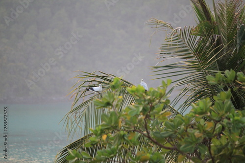Wallpaper Mural palm trees in water Torontodigital.ca