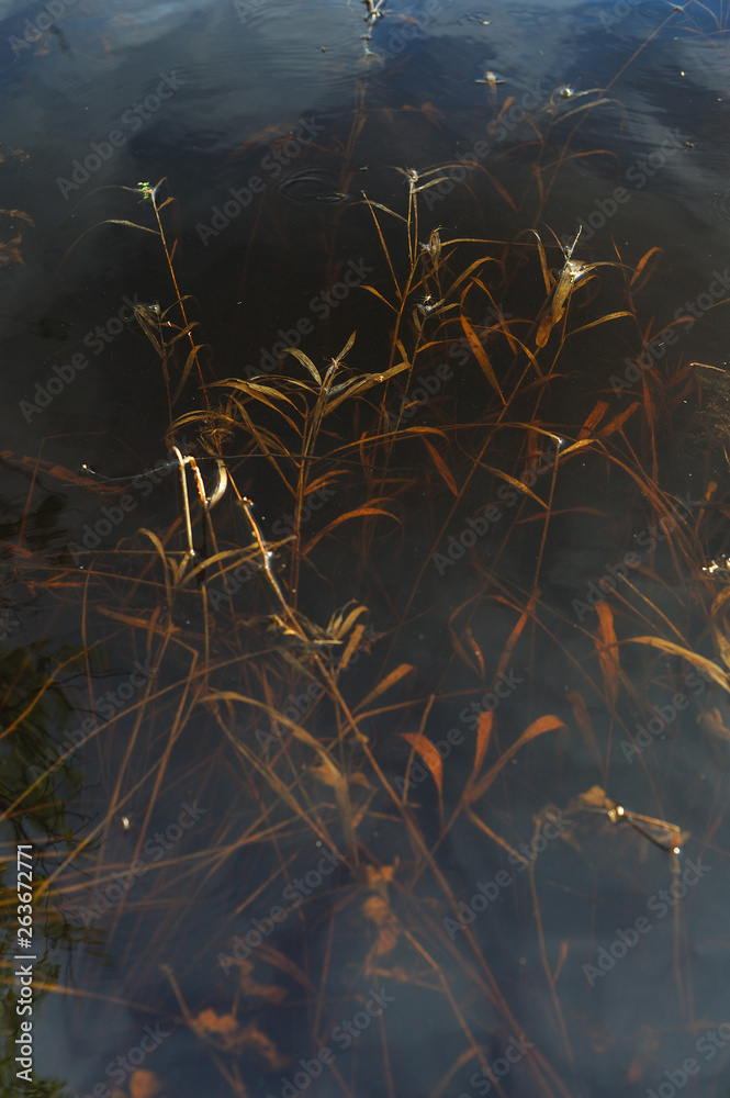 Dried grass under the high water.