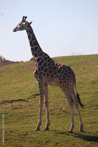 giraffe in africa