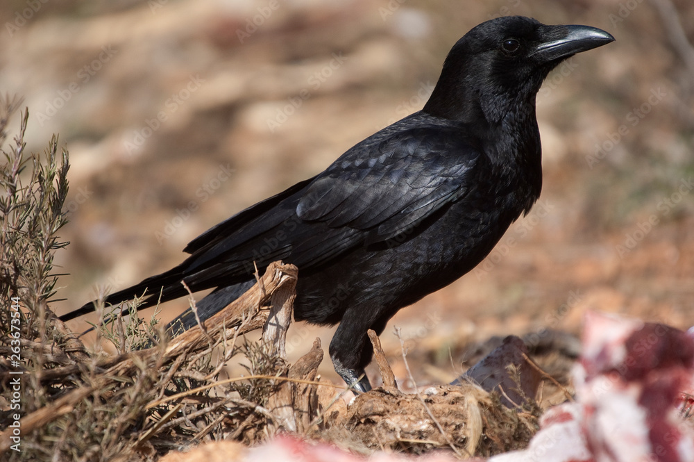 Fototapeta premium Common crow - Corvus corone portrait looking for food