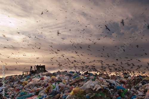 Seagulls flying in the trash photo