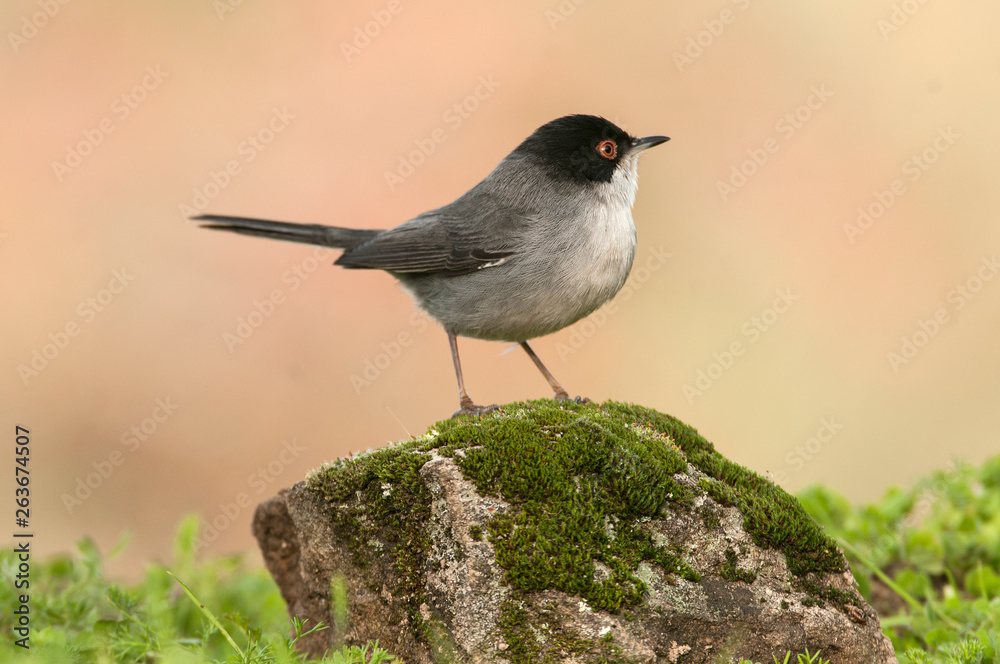 Obraz premium Sylvia melanocephala - Sardinian warbler in its natural habitat