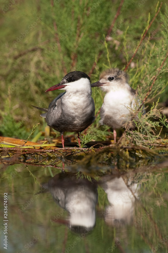 Whiskered tern - Chlidonias hybridus adult with pups and reflection in the water Whiskered tern - Chlidonias hybridus adult with pups and reflection in the water