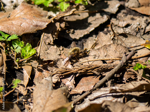 Bombylius Major bee fly on the forest floor 2
