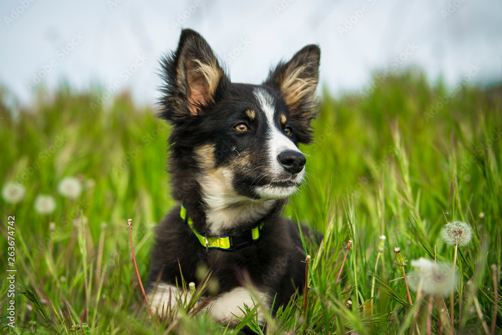 puppy border collie