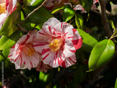 red and white striped camellia flowers