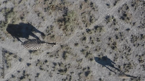 Close-up straight down aerial view of a female zebra and her cute foal casting an interesting shadow as they walk on well used animal tracks on the Makgadikgadi Pans,Botswana 