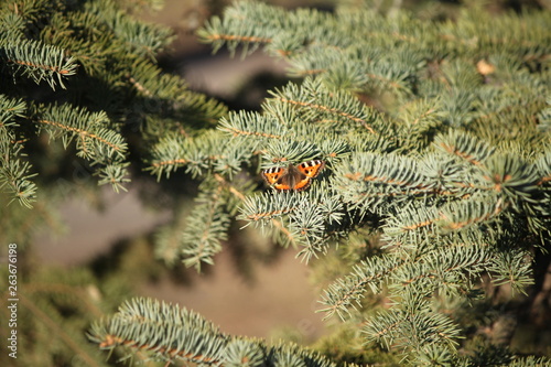 Wallpaper Mural pine branch with cones and butterfly Torontodigital.ca
