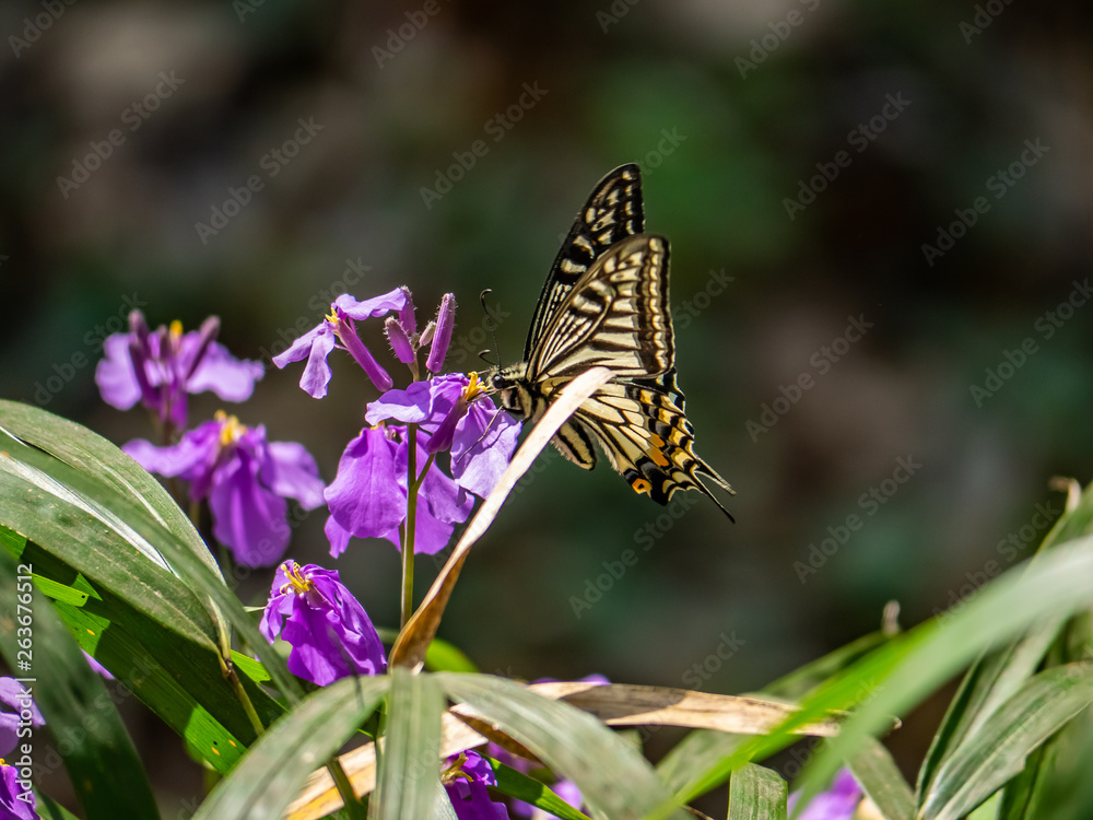 Asian swallowtail butterfly on annual honesty flowers 1 Asian swallowtail butterfly on annual honesty flowers 1