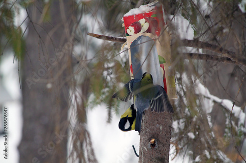 Wallpaper Mural Tit and bird feeder Torontodigital.ca