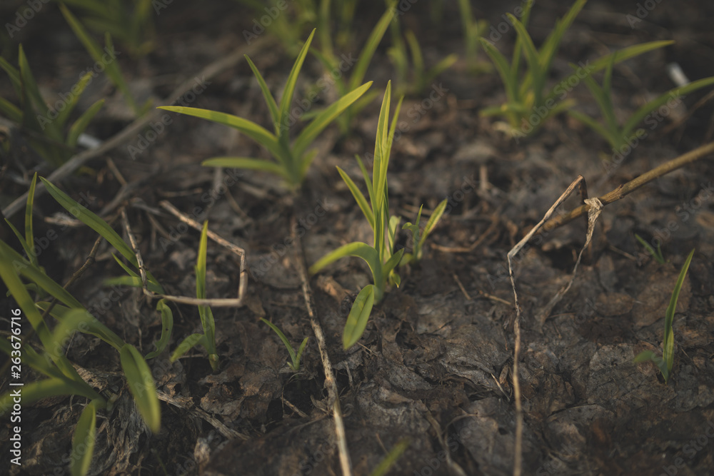 Growing green plans in soil Tender sprigs of green plants growing on dark wet soil