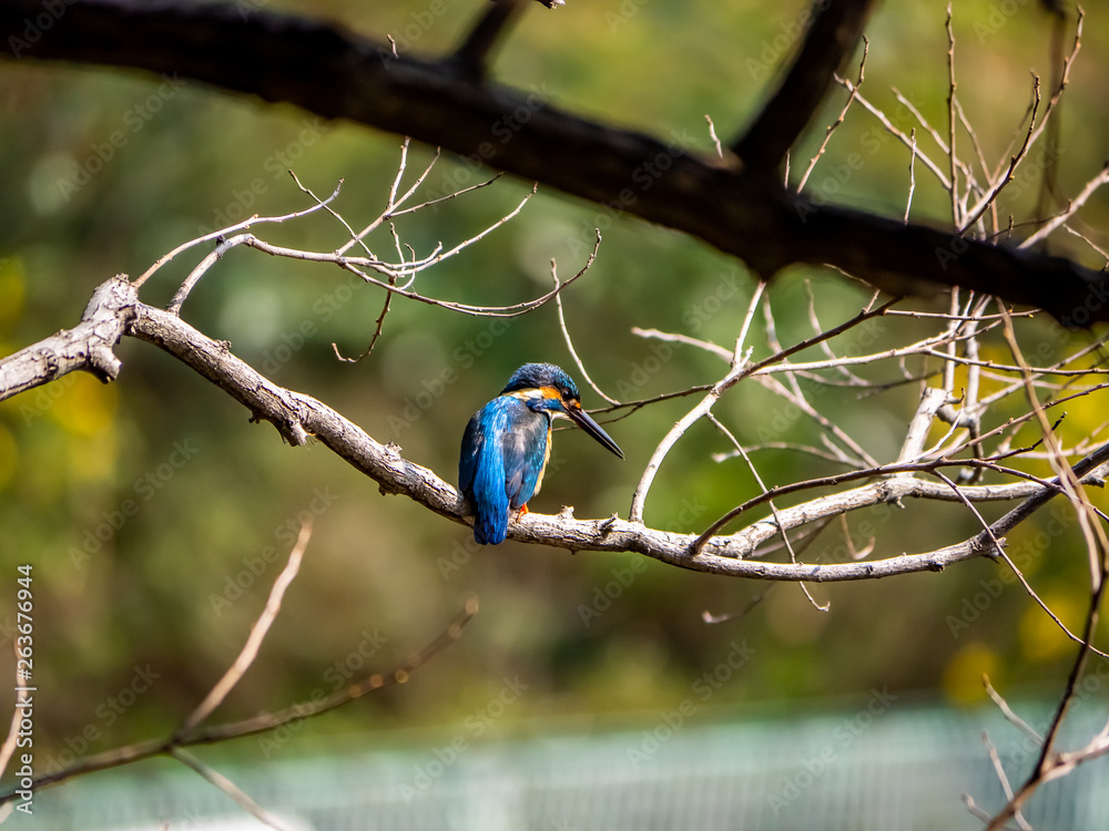 Japanese common kingfisher on a branch 5
