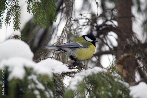Wallpaper Mural great tit on branch Torontodigital.ca