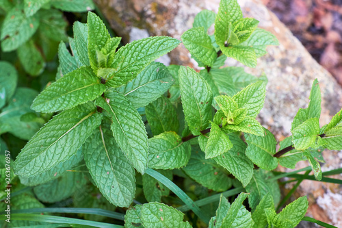 set of wild mint herbs