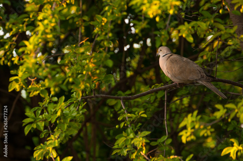 Wallpaper Mural Beautiful gray turtledove standing on branch. Turtledove standing in the tree's edge Torontodigital.ca