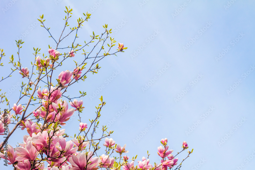 Pink magnolia tree blossom against blue sky Pink magnolia tree blossom against blue sky