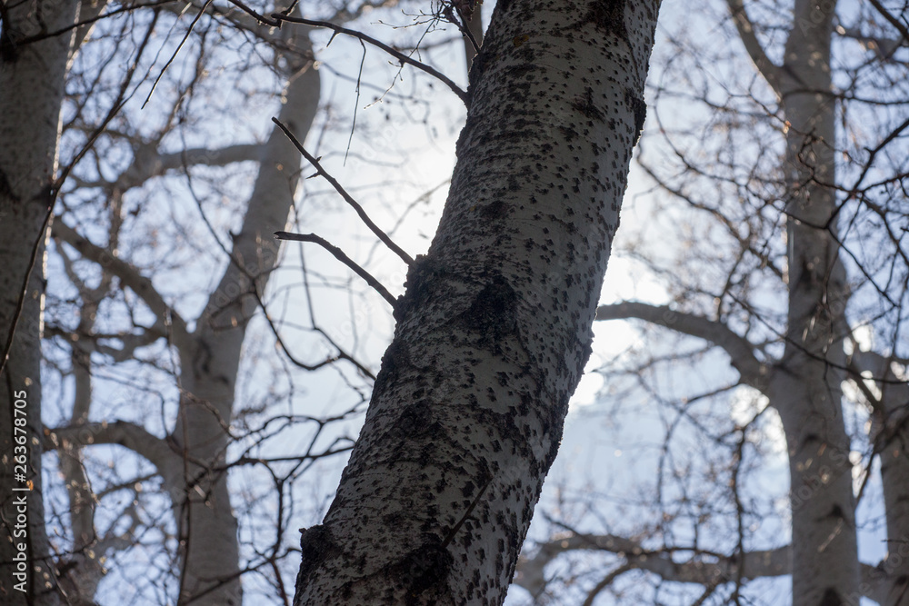 Fototapeta premium tree in forest