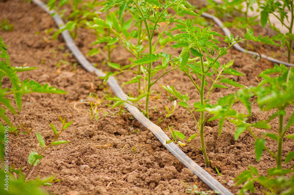 Rows of tomato plants growing inside big industrial greenhouse with drip irrigation Rows of tomato plants growing inside big industrial greenhouse with drip irrigation