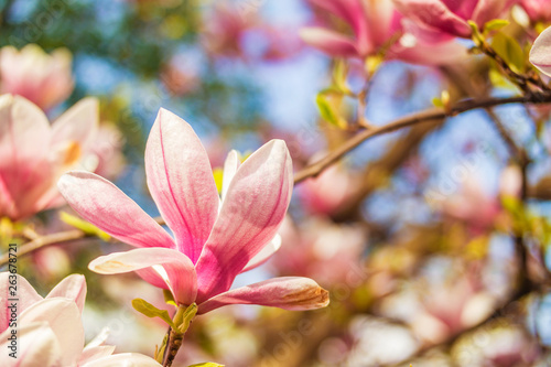 Pink magnolia tree blossom against blue sky