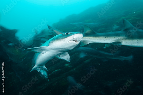 Banded Hound Shark of Chiba, Japan Swimming Underwater in Green Ocean Waters © Martin