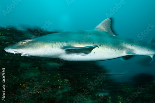 Banded Hound Shark of Chiba  Japan Swimming Underwater in Green Ocean Waters