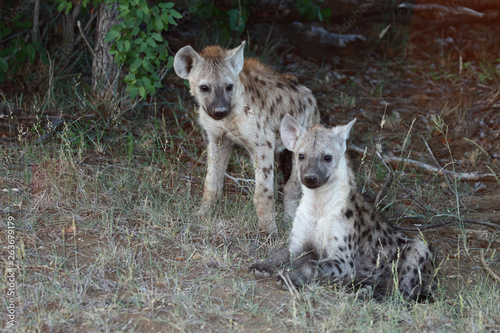 Obraz premium Tüpfelhyäne / Spotted Hyaena / Crocuta crocuta.