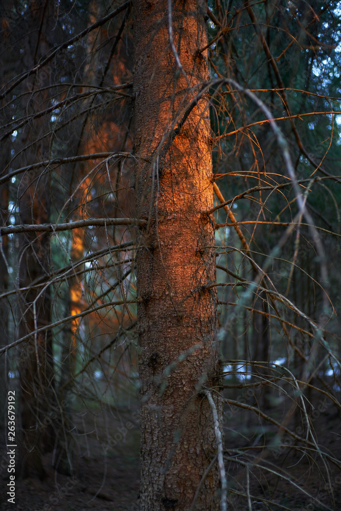 Sunset in Dark Forest