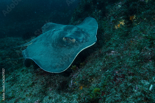 Red Sting Ray Swimming Underwater in Chiba  Japan
