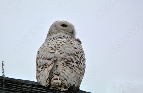Snowy Owl © Carol Hamilton