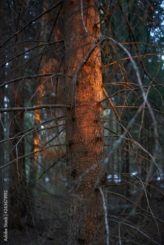 Obraz na płótnie Sunset in Dark Forest w salonie